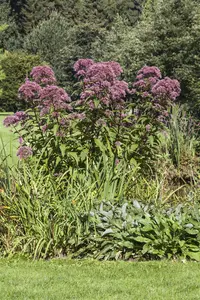 Eupatorium purpureum - 2 Ltr pot - image 4
