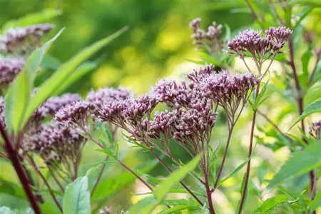 Eupatorium purpureum - P9 - image 2