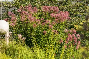 Eupatorium purpureum - P9 - image 3