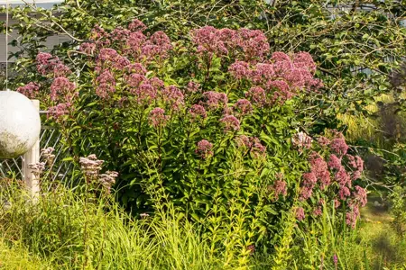 Eupatorium purpureum - P11 - image 3