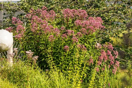 Eupatorium purpureum - 2 Ltr pot - image 3