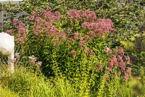 Eupatorium purpureum - 2 Ltr pot - image 3