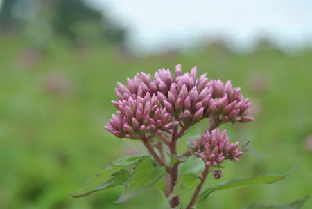 Eupatorium purpureum - P11 - image 1