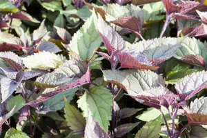 Eupatorium rugosum 'Chocolate'