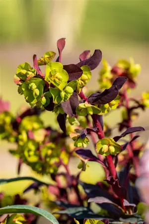 Euphorbia amyg. 'Purpurea' - 20 Ltr pot - image 5