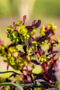 Euphorbia amyg. 'Purpurea' - 20 Ltr pot - image 5