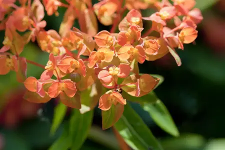 Euphorbia amyg. 'Purpurea' - P9 - image 3