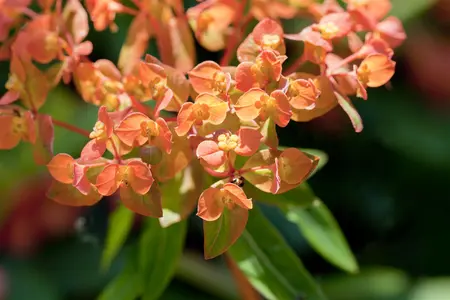Euphorbia amyg. 'Purpurea' - PLUG/CELGROWN 100 CEL TRAY - image 2