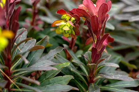 Euphorbia amyg. 'Purpurea' - PLUG/CELGROWN 100 CEL TRAY - image 3