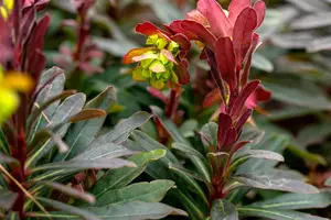 Euphorbia amyg. 'Purpurea' - PLUG/CELGROWN 100 CEL TRAY - image 3