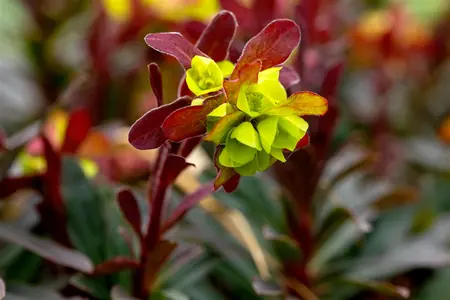 Euphorbia amyg. 'Purpurea' - PLUG/CELGROWN 100 CEL TRAY - image 4