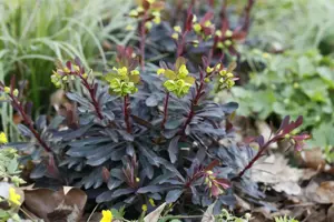 Euphorbia amyg. 'Purpurea' - P9 - image 2