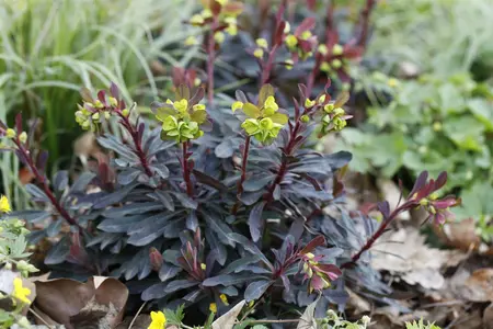 Euphorbia amyg. 'Purpurea' - PLUG/CELGROWN 100 CEL TRAY - image 1