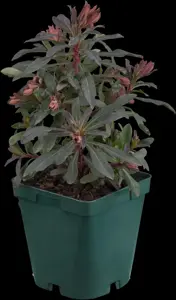 Euphorbia amyg. 'Purpurea'