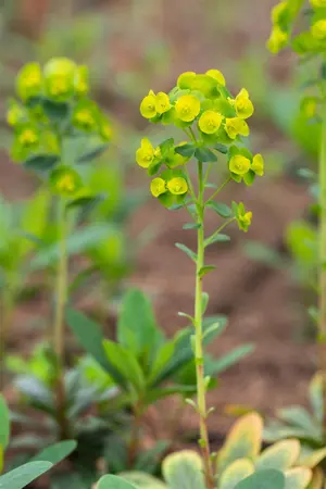 Euphorbia amyg. robbiae - P11 - image 2