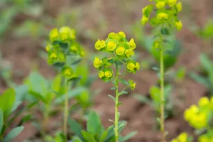 Euphorbia amyg. robbiae - P11 - image 2