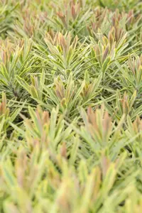Euphorbia 'Ascott Rainbow' - P9 - image 4
