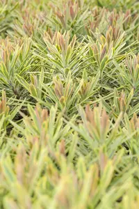 Euphorbia 'Ascott Rainbow' - PLUG/CELGROWN 100 CEL TRAY - image 1