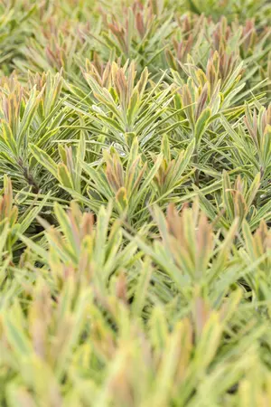 Euphorbia 'Ascott Rainbow' - PLUG/CELGROWN 104 CEL TRAY - image 1