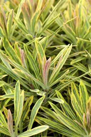 Euphorbia 'Ascott Rainbow' - PLUG/CELGROWN 104 CEL TRAY - image 2