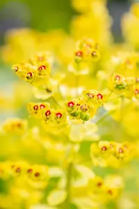 Euphorbia 'Ascott Rainbow' - PLUG/CELGROWN 104 CEL TRAY - image 4