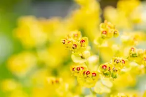 Euphorbia 'Ascott Rainbow' - P9 - image 3