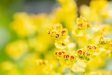 Euphorbia 'Ascott Rainbow' - PLUG/CELGROWN 100 CEL TRAY - image 3