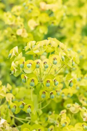 Euphorbia 'Black Pearl' - P9 - image 2