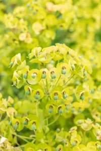 Euphorbia 'Black Pearl' - P9 - image 2