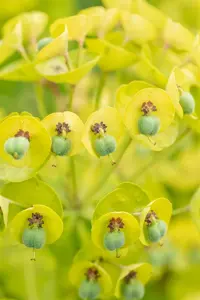 Euphorbia 'Black Pearl' - P9 - image 4