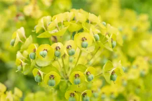 Euphorbia 'Black Pearl'