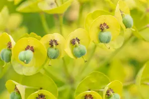 Euphorbia 'Black Pearl' - P9 - image 3