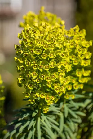 EUPHORBIA cha GLACIER BLUE 3L - image 1