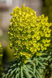 EUPHORBIA cha GLACIER BLUE