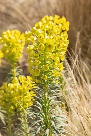 Euphorbia characias 'Humpty Dumpty' - P9 - image 2