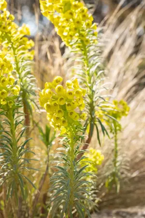 Euphorbia characias 'Humpty Dumpty' - P9 - image 1