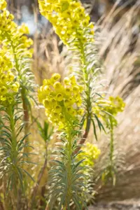 Euphorbia characias 'Humpty Dumpty'