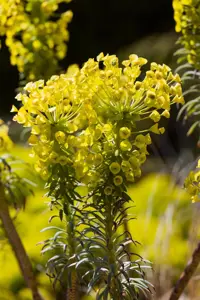 Euphorbia characias wulfenii - P9 - image 2
