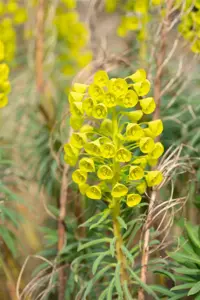 Euphorbia characias wulfenii - P9 - image 5