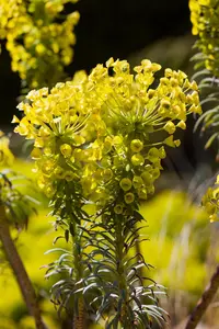 Euphorbia characias wulfenii - 20 Ltr pot - image 2