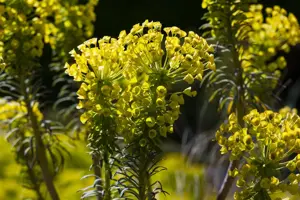 Euphorbia characias wulfenii - P9 - image 5