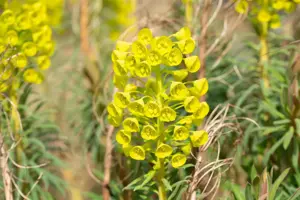 Euphorbia characias wulfenii - P9 - image 4