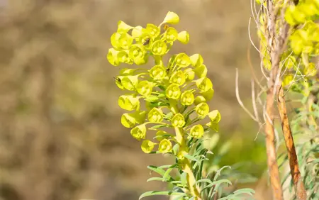 Euphorbia characias wulfenii - P9 - image 3