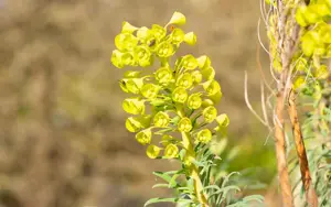 Euphorbia characias wulfenii - P9 - image 3