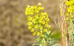 Euphorbia characias wulfenii - 20 Ltr pot - image 3