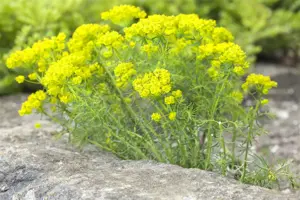 Euphorbia cyparissias