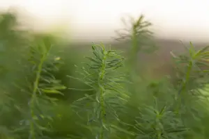 Euphorbia cyparissias - P9 - image 2
