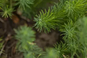 Euphorbia cyparissias - P9 - image 3
