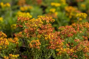 Euphorbia cyparissias - P9 - image 5