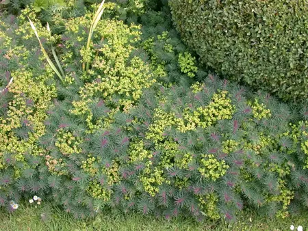 Euphorbia cyparissias - P9 - image 4